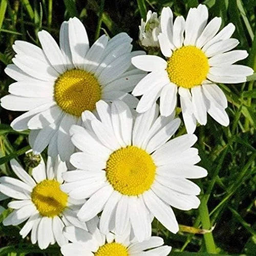 Vista 5 de Semillas de margarita de ojo de buey a granel sin OMG Chrysanthemum leucanthemum (1/4 Lb) 214,750 semillas