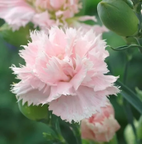 Vista 2 de CHUXAY GARDEN Pink Dianthus Caryophyllus-La France Clavel, Clavo Rosa 50 Semillas Día de los Caídos Flower Show Amor Jardinería única Beauyiful Flor