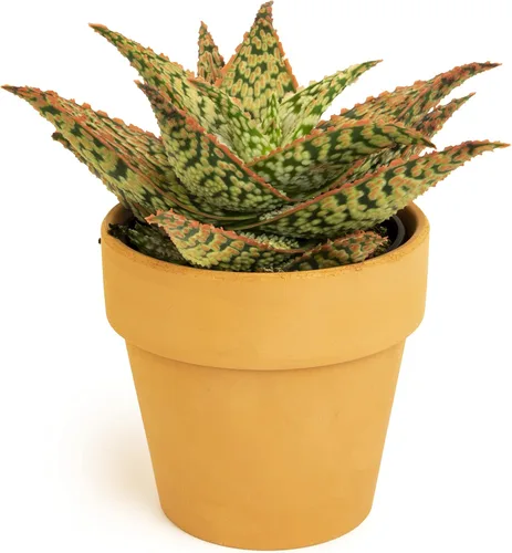 Vista 20 de Plantas suculentas de aloe vivo (paquete de 3), plantas suculentas viven en tierra para macetas, plantas suculentas en maceta, plantas vivas