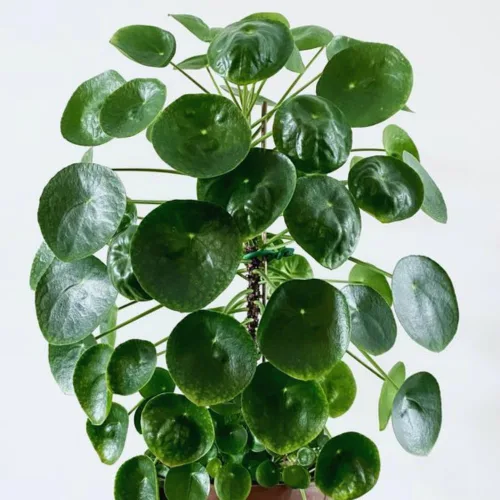 Vista 4 de 3 plantas de Árbol del Dinero vivas, Plantas vivas de Pilea Peperomioides, de 12 a 18 cm de altura, Plantas vivas de Pilea Peperomioides