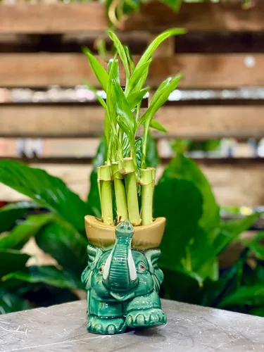 Vista 3 de Jarrón para plantas de bambú de la suerte de interior Maceta de cerámica de moda para bambú de la suerte, regalo para apertura de negocios