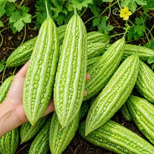 Vista 3 de 45 semillas de melón amargo para plantar semillas de calabaza amarga reliquia de amargo sin OMG