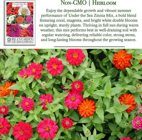 Vista 3 de Semillas de zinnia "Under The Sea Mix" para plantar, más de 200 semillas de flores por paquete, semillas de jardín de Isla