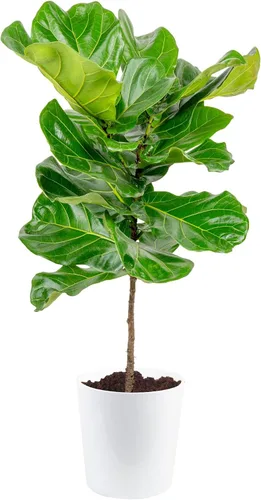 Vista 12 de Costa Farms Ficus Lyrata, higo vivo de hoja de violín, árbol de interior, Jardinera de decoración