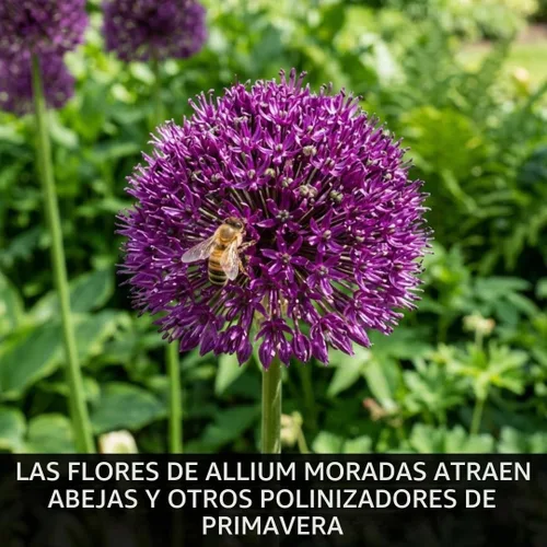 Vista 5 de 10 bulbos de Allium Purple Sensation Flores de globo moradas Bombillas