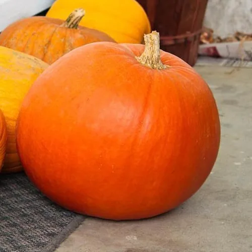 Vista 2 de Big Max Pumpkin (Cucurbita Maxima) Vegetable Seeds, Giant Size, Thick, Sweet Flesh, Round, Smooth Shape, High Yields, Seeds by MySeeds.Co, You
