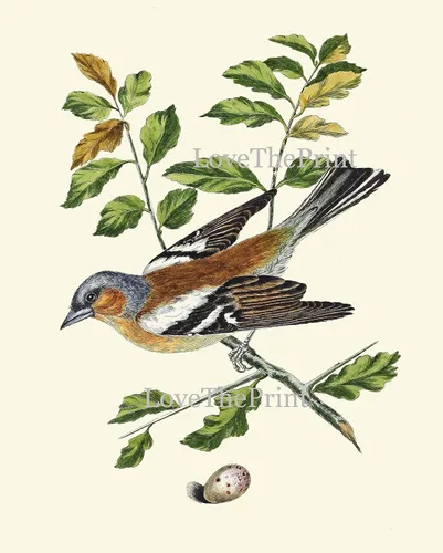 Vista 6 de LoveThePrint Beautfiul - Juego de 4 impresiones artísticas de pared de pájaros, bosque antiguo, al aire libre, naturaleza, ciencias naturales