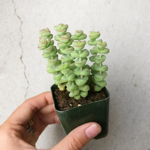 Vista 3 de Caja de suculentas Colección única de suculentas de Crassula vivas, fáciles de cultivar, planta de interior para el hogar, totalmente enraizadas