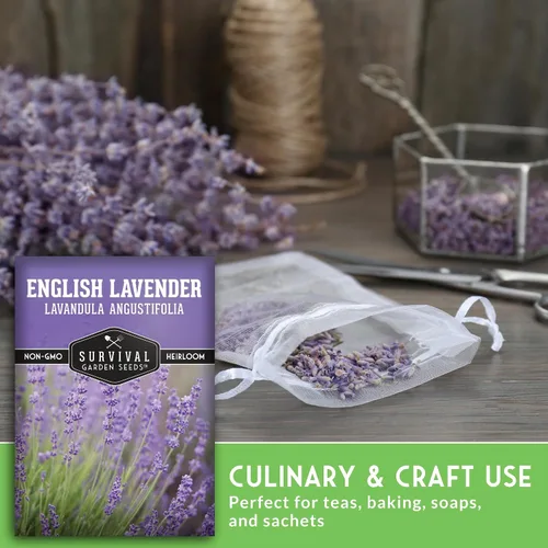 Vista 4 de Semillas de lavanda inglesa para plantar (Lavandula angustifolia) – Hierba culinaria comestible con flores fragantes, perenne resistente