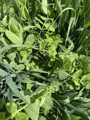 Vista 4 de Cubre la mezcla de semillas de cultivos de Eretz (25 libras). Elige el tamaño. Willamette Valley, cultivadas en Oregon, sin OMG, sin rellenos, sin