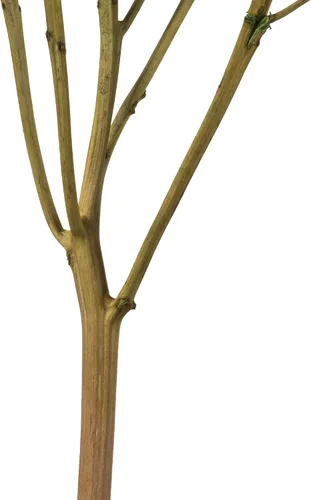Vista 4 de Vickerman Hortensias de musgo antiguo de 15 pulgadas con múltiples segmentos de rama. Conservada