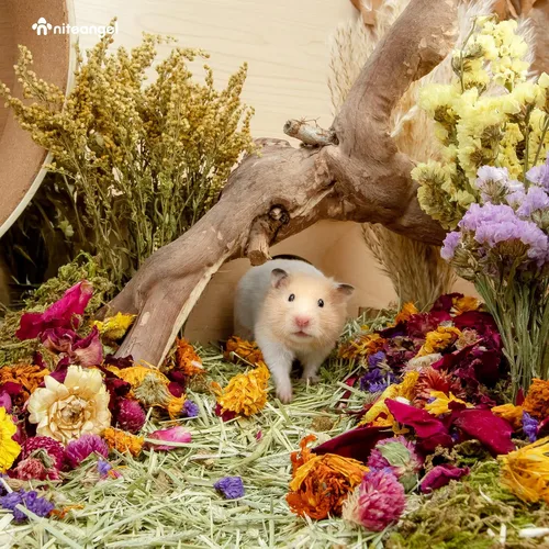 Vista 7 de Niteangel Decoración Natural de Hábitat de Cama de Flores y Hierbas - para Hámsters, Jerbos, Ratones, Lemmings, Degus u Otras Mascotas Pequeñas