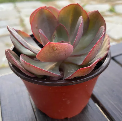 Vista 3 de Naturaleza Real Vivir Planta Suculenta de Echeveria Suyon