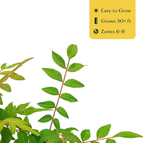 Vista 7 de 1 árbol de pistache chino Árbol joven vivo en cubo de vivero de 2.5 pulgadas Variedad Pistacia Chinensis Toldos de sombra caducifolios