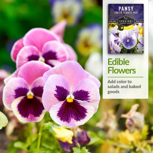 Vista 4 de Survival Garden Seeds - Semillas de pensamiento Swiss Giant Mix para plantar - Paquete con instrucciones para plantar y cultivar pensamientos