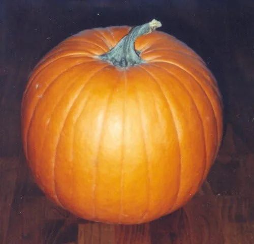 Vista 2 de Pumpkin Jack'O Lantern Great Heirloom Vegetable by Seed Kingdom Bulk Semillas de 1 libra