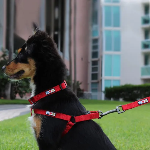 Vista 2 de Pawtitas Paquete económico Arnés para perro mediano + collar mediano + correa para perro mediana/grande de 6 pies, juego verde exuberante
