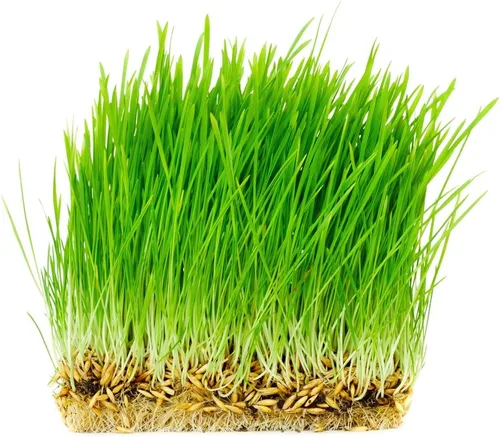 Vista 2 de Thunder Acres Sin OGM, Certificado Orgánico, Semilla de Avena (1 lb.)