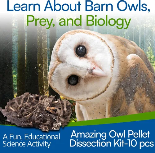 Vista 5 de Amazing Owl - Kit de disección de pellets de búho – Juego de pellets de búho de 10 piezas para proyectos de laboratorio científico – con pinzas