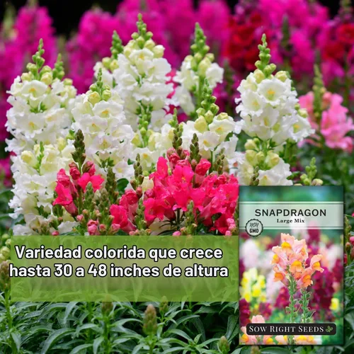 Vista 3 de Sembrar semillas correctas - Mezcla grande de semillas de dragón para plantar jardín de flores