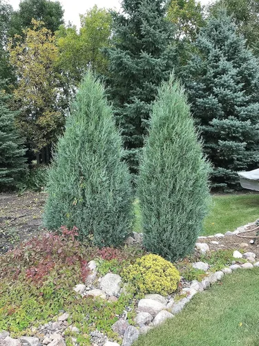 Vista 2 de Medora Juniper Plantas de tamaño de 1 galón vivo Perfecto para paisajismo durante todo el año, detección de privacidad y entornos de poca agua