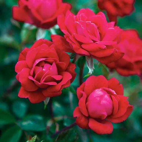 Vista 3 de Perfect Plants Double Red Knock Out Rose 1 galón, Guía de plantación de plantas vivas