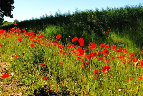 Vista 5 de TomorrowSeeds - Semillas de amapola de American Legion (amapola de maíz roja) - Más de 3000 unidades - para plantar amapolas de maíz rojo Flandes
