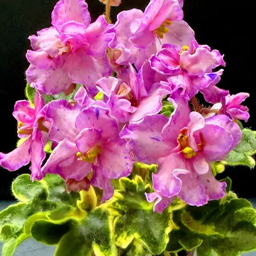 Vista 6 de Semillas de flores de violeta africana para plantar, 300 piezas de semillas de flores perennes de violeta africana, plantas raras sin OMG, plantas