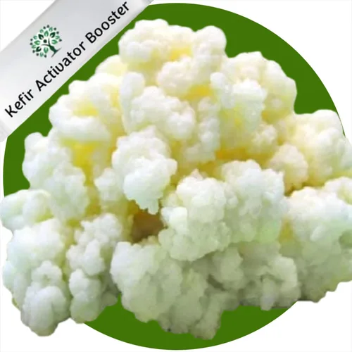 Vista 7 de 1 juego de cereales de kéfir de leche para iniciar, probiótico activo fresco y vivo comienza tu propio cultivo de kéfir en casa, Bulgaros de Leche
