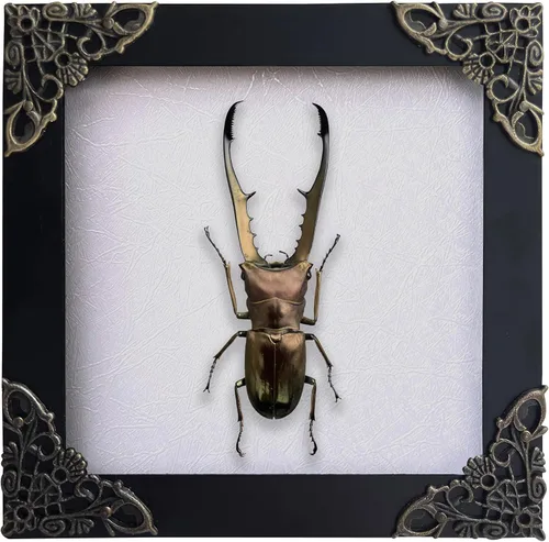Vista 8 de 2 Real Dragonfly Specimens Shadow Box Framed Insect Display Oddities Curiosities Entomology Collection Natural History Wall Decor Gift for Nature