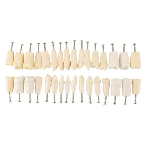 Vista 10 de Modelo de dientes Typodont con dientes extraíbles, modelo de dientes dentales adecuado para enseñanza, práctica y estudio, con un destornillador