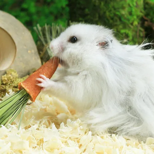 Vista 6 de GANAZONO Conejo masticable zanahorias animales pequeños palitos de dentición hámster masticar juguetes naturales cuidado dental mascota masticable