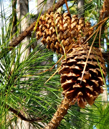 Vista 8 de Loblolly Pine Tree Semillas Premium Pinus taeda Plants' (Premium Seeds, 1000)