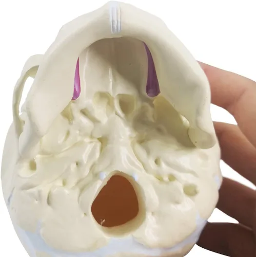 Vista 6 de EVOTECH SCIENTIFIC Modelo de cráneo infantil humano, modelo de cráneo de anatomía fetal de tamaño real para enseñanza médica, herramienta