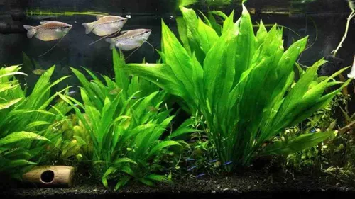 Vista 3 de Marcus Fish Tanks - 3X Espada Amazónica Echinodorus Bleheri Plantas Vivas Fáciles para Acuario de Peces de Agua Dulce