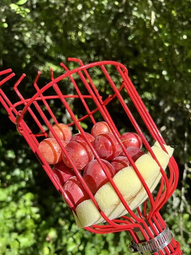 Vista 5 de Cesta recolectora de frutas