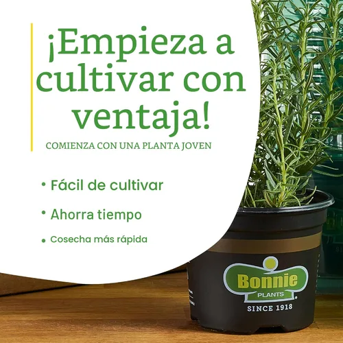 Vista 8 de Bonnie Plants Planta aromática comestible de hierbas aromáticas de romero vivo, paquete de 4, perenne en las zonas 8 a 10, ideal para cocinar y asar