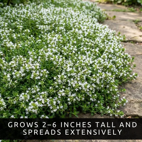 Vista 6 de 1000pcs/bag Creeping Thyme White Seeds Cubierta de tierra perenne para el jardín casero
