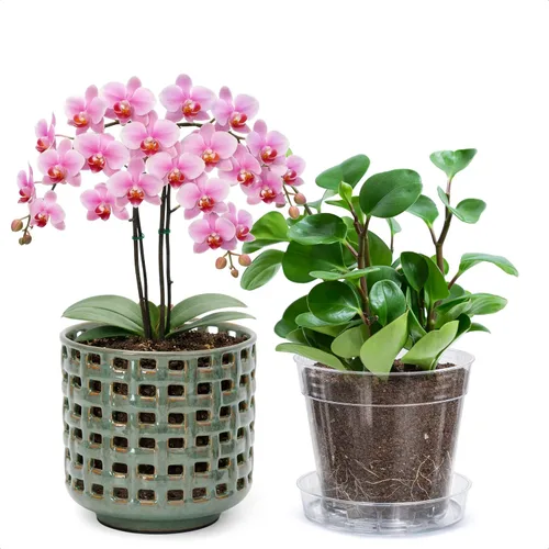 Vista 18 de D'vine Dev Orchid Pot, Clear Pot & Saucer, Smoked White, 6.7 in, 28-A-Y-1 Blanco ahumado