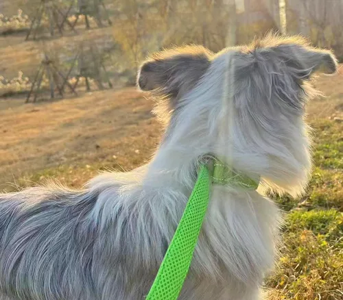 Vista 7 de Collar reflectante para perro, collar de perro con lazo para perros de 20 a 38 libras, collares de nailon con acolchado suave para entrenamiento
