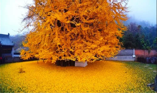 Vista 4 de 3 plántulas de Ginkgo Biloba 1 año Plantas, árbol más antiguo del mundo. Hoja dividida. Raíces envueltas