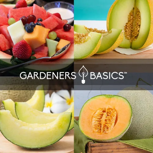 Vista 4 de Gardeners Basics, semillas de melón para plantar en el jardín de casa, paquetes de 5 variedades - Hales Best Cantaloupe, Crimson Sweet Watermelon