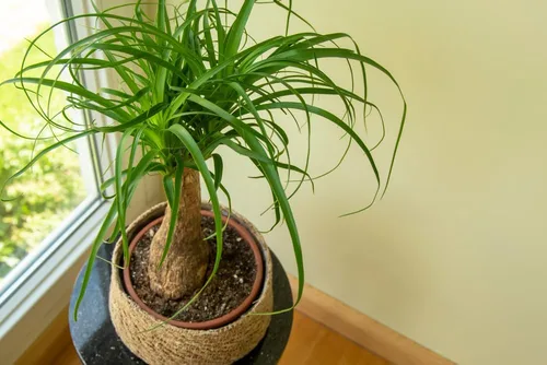 Vista 2 de 5 semillas de palma de cola de caballo para plantar - Beaucarnea Recurvata - Excelente planta