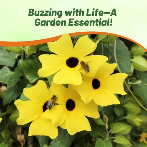 Vista 5 de Outsidepride Sunrise Yellow Thunbergia Black Eyed Susan Seeds - 100 semillas anuales de flores de vid trepadoras para plantar flores amarillas