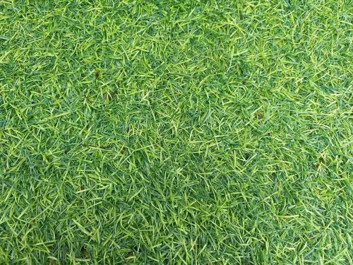 Vista 4 de Seeds2Go - Semillas rastreras BentGrass, paquete de 1 libra de semillas puras