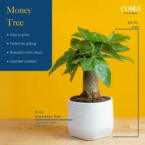 Vista 4 de Costa Farms Árbol del Dinero Planta Viva en Maceta Decorativa, Purificadora de Aire para Interiores, Perfecta para Decoración de Hogar, Habitación u