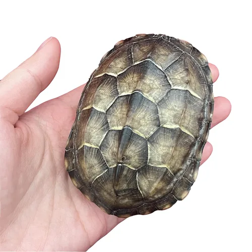 Vista 3 de Venta al por mayor 1/2/3/5/10 piezas Cráneos de Animales Reales de Taxidermia, Espécimen de Huesos Reales, Suministros de Arte Hueso Medicina