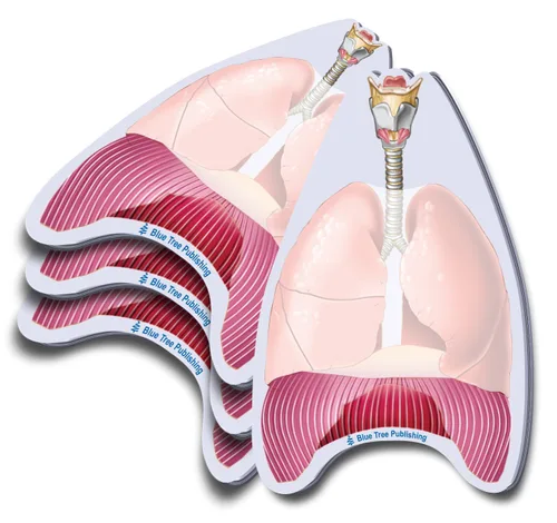 Vista 30 de Notas Adhesivas de Anatomía