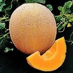 Vista 2 de Cantaloupe Hales Best Jumbo Melon Heirloom Semillas vegetales de Seed Kingdom (1 libra de semillas)