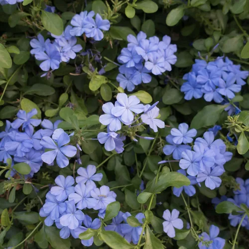 Vista 5 de 4 plantas vivas de plumbago azul, arbusto floreciente, 4-7 pulgadas de alto